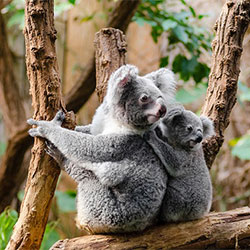 photo of a baby koala